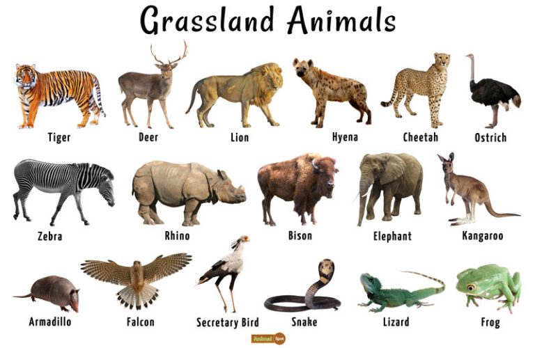 La Fauna De Los Pastizales: Qué Animales Habitan En Este Ecosistema