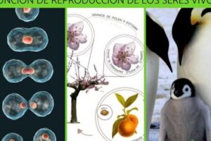 La Función de Reproducción: ¿En qué consiste y por qué es importante? 13 la funcion de reproduccion en que consiste y por que es importante