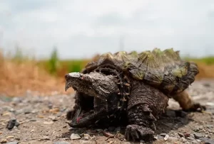 la sorprendente verdad las tortugas tambien tienen dientes