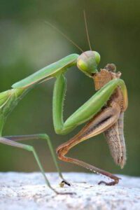 la verdad sobre la mantis religiosa venenosa mito o realidad
