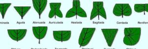 Descubre los diferentes tipos de hojas y sus funciones 28 las hojas