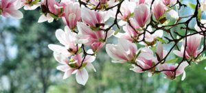 las magnolias