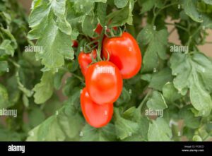 las plantas de tomate con frutos de tomate rojo tipo romani fy2bcd
