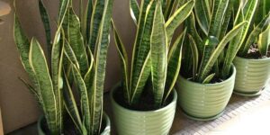 Descubre los diferentes tipos de sansevieria para decorar tu hogar 1 lengua suegra