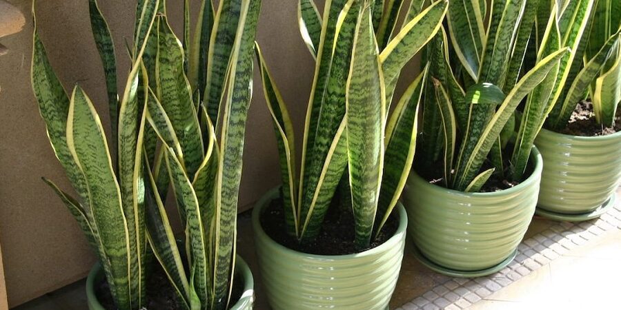 Descubre los diferentes tipos de sansevieria para decorar tu hogar 4 Descubre los diferentes tipos de sansevieria para decorar tu hogar
