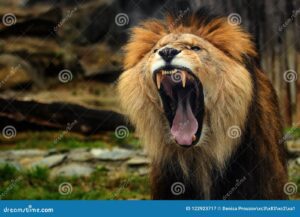 leon con la boca abierta mostrando sus dientes