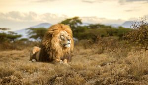 leon majestuoso en la naturaleza salvaje