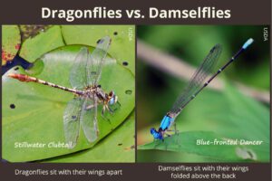 libelula y caballito del diablo comparados