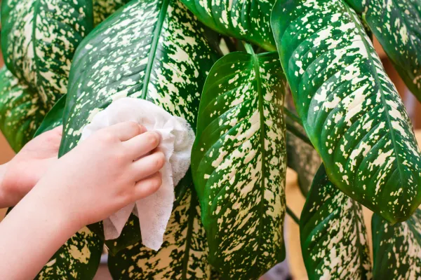 Planta sana creciendo con suero de leche