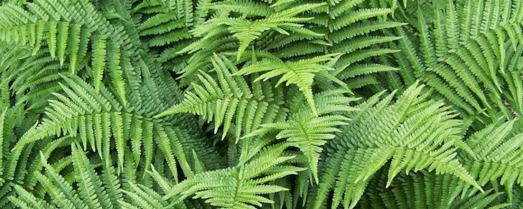 Descubre los diferentes tipos de helechos y sus características únicas 8 Descubre los diferentes tipos de helechos y sus características únicas