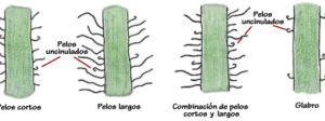Descubre los diferentes tipos de tallos en las plantas 32 los tallos