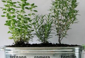 maceta con oregano creciendo sin semillas