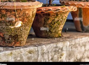 maceta grande suspendida en el aire