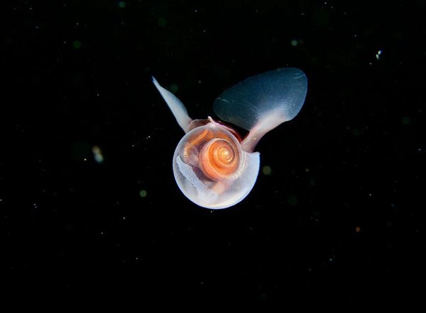 Animales marinos adaptados a altas presiones