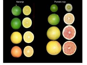 mandarina en diferentes etapas de maduracion