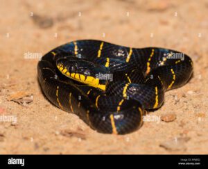 mangle mangle o serpiente serpiente boiga dendrophila cat en el parque nacional de khao sok tailandia mnjdcj