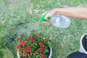 manos regando un naranjo en flor