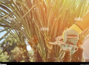 manos sosteniendo tijeras de podar cerca de palmera