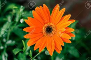 Hallazgo botánico: la fascinante margarita de flores anaranjadas 26 margarita de flores anaranjadas en primer plano