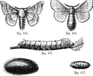 mariposa y gusano de seda diferencias de genero