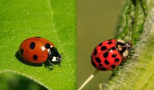 mariquita y otros insectos similares