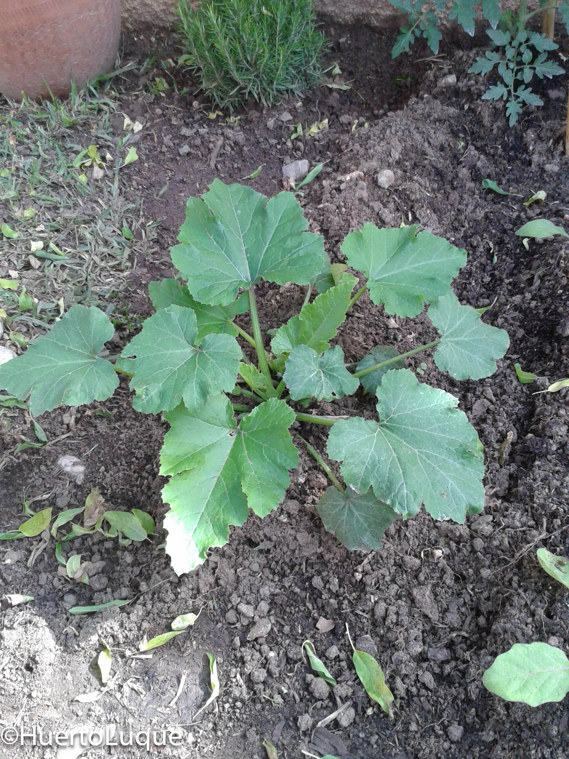 Planta de calabacín en crecimiento