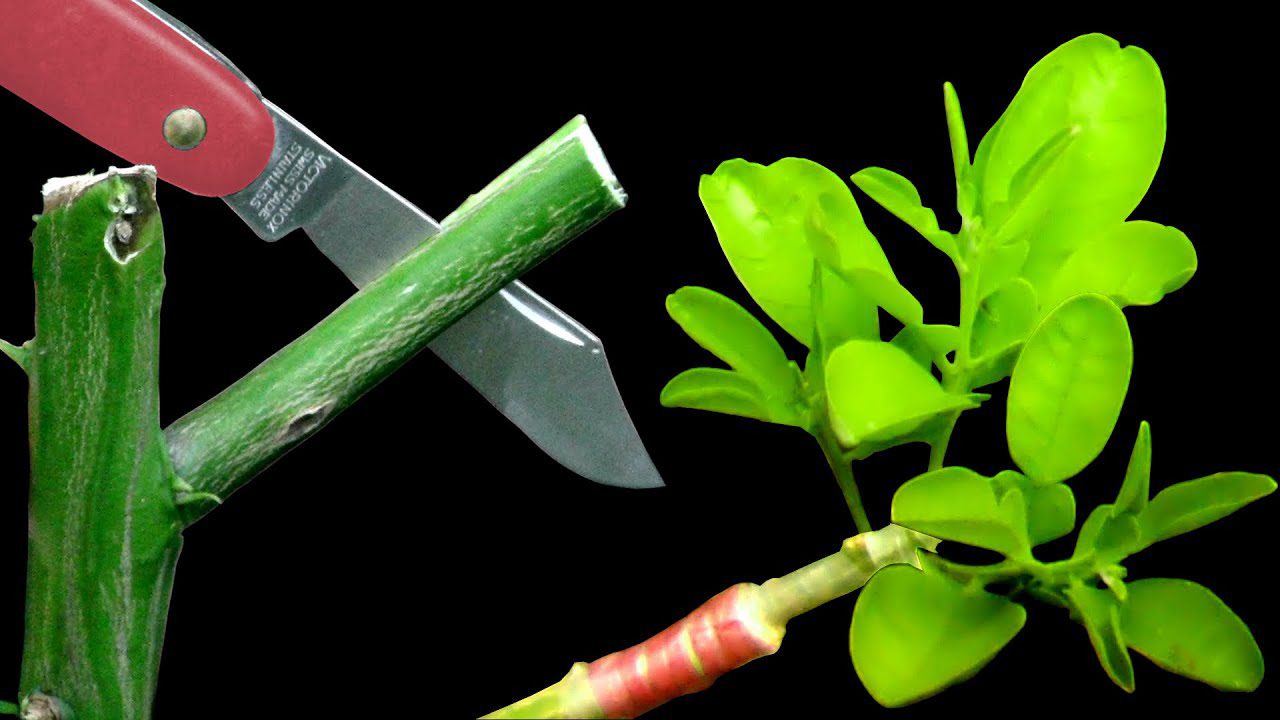 Injerto de árboles frutales