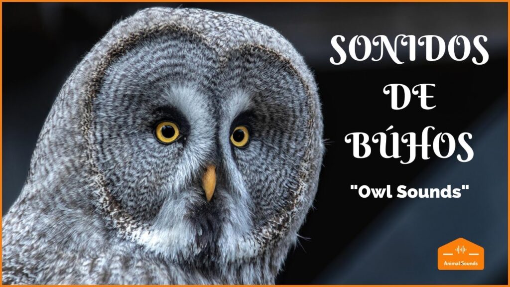 Qué animal suena como una gallina por la noche 6 Qué animal suena como una gallina por la noche