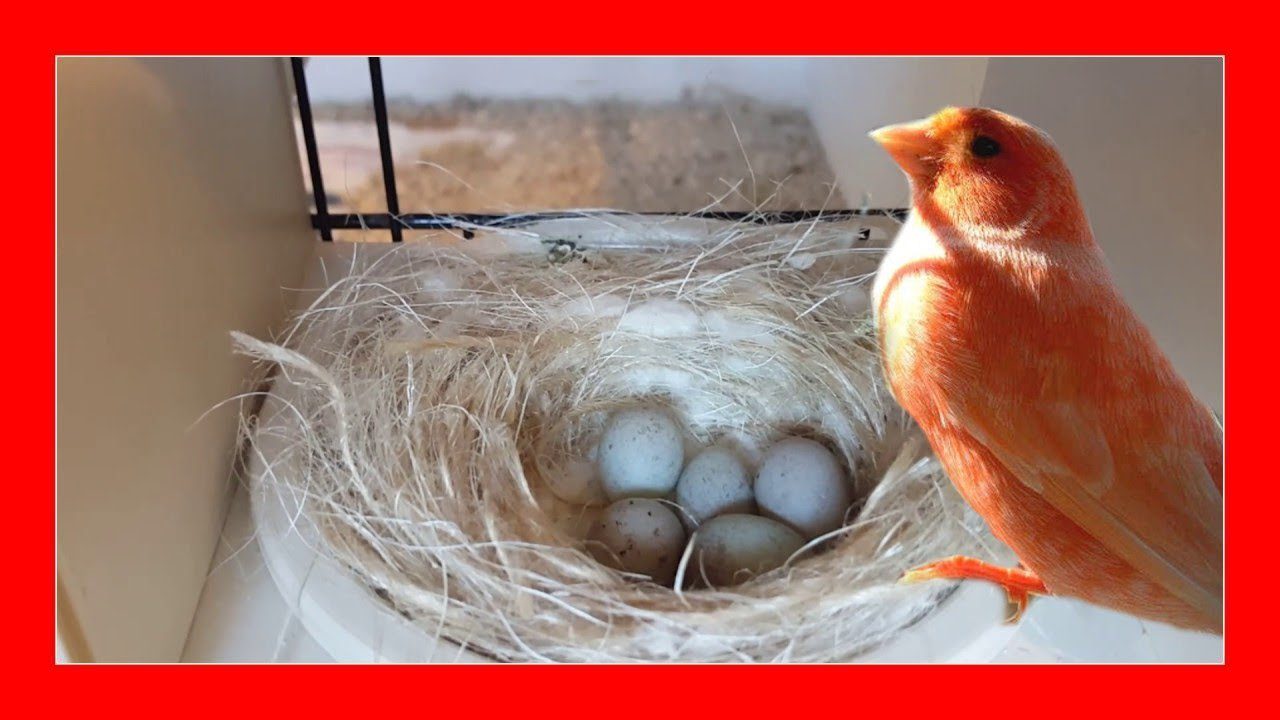 Canario cuidando sus huevos