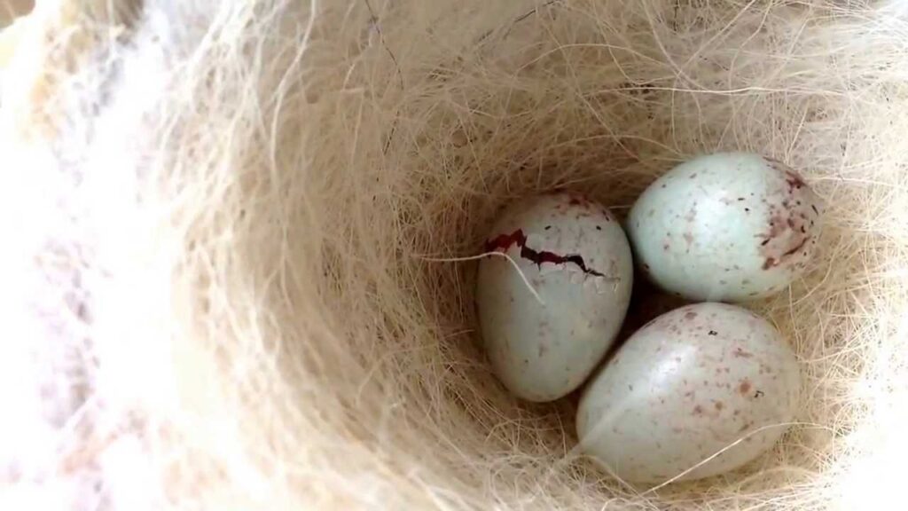 Qué hay que hacer cuando un canario pone un huevo
