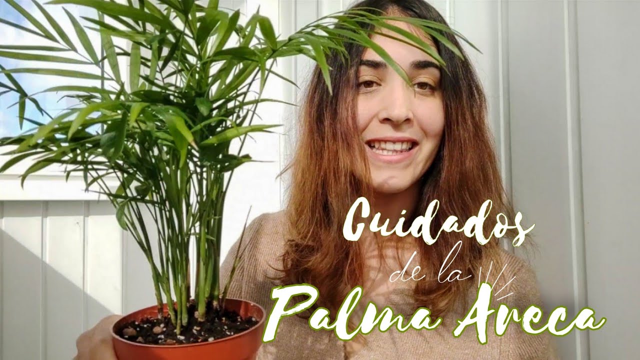 Palmera enferma en maceta