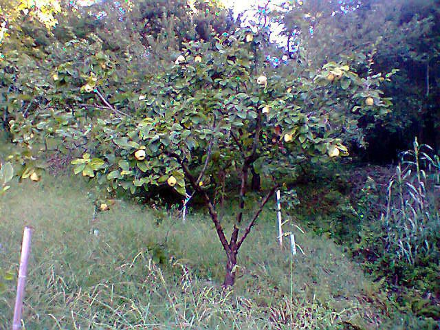 Cómo madurar membrillos en casa 5 Árbol de membrillo en diferentes estaciones