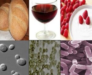 Microorganismos en la alimentación: ¿cuáles son los más utilizados? 12 microorganismos en la alimentacion cuales son los mas utilizados