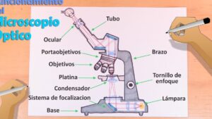 microscopio optico compuesto para colorear descubre como funcionan