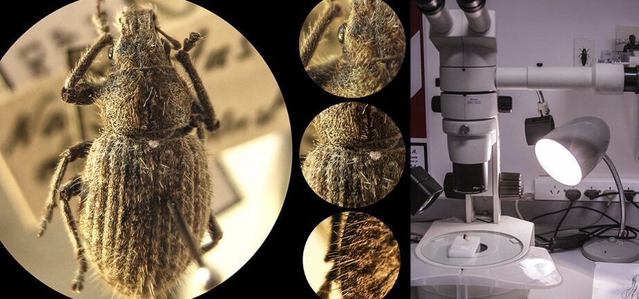 Microscopio para observar insectos: el mejor aliado para los amantes de la entomología