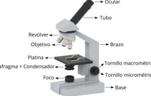 microscopio simple y compuesto todo lo que necesitas saber