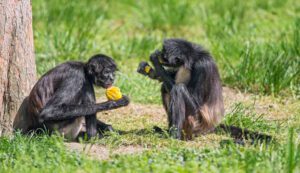 mono arana comiendo frutas en la selva
