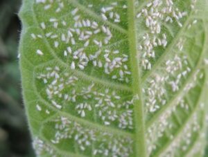 moscas blancas en hoja