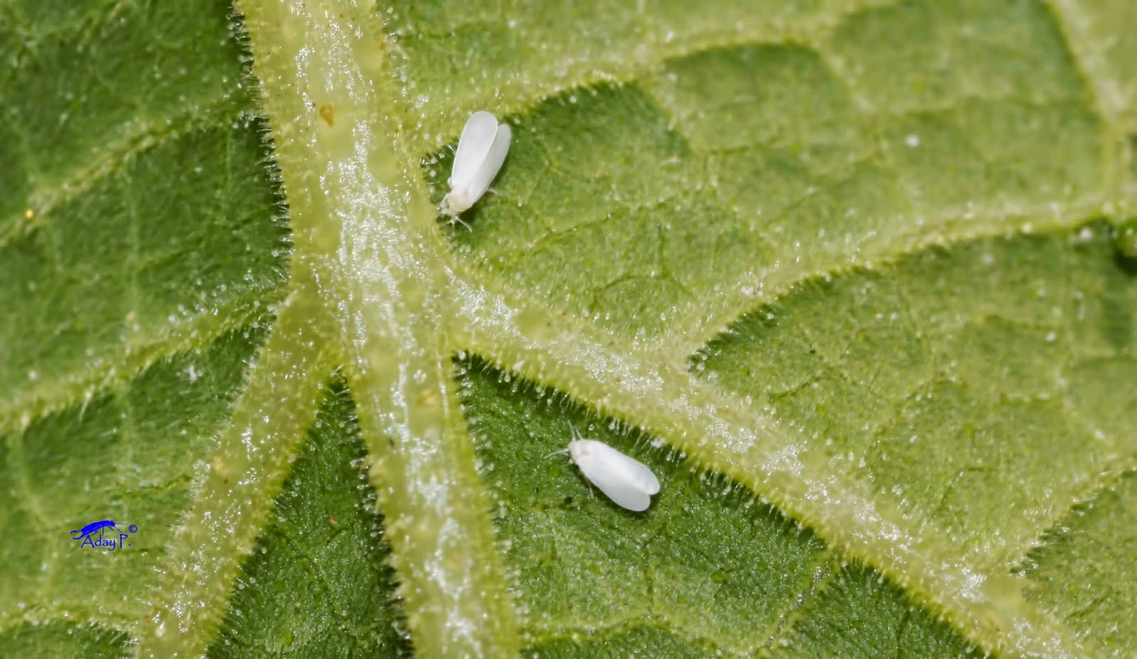 Métodos para prevenir bichitos blancos pequeños