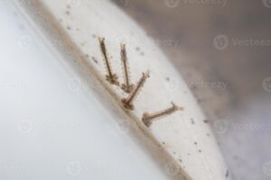 mosquito larvae in stagnant water close up photo