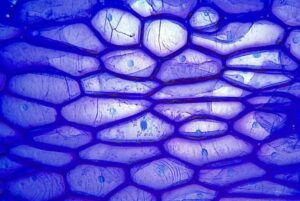 muestras de microscopio optico descubre su asombrosa estructura