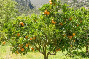 La sorprendente razón de por qué las naranjas se abren en el árbol 17 naranja abriendose en un arbol