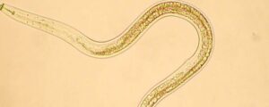 nematodos caracteristicas clasificacion y ejemplos de estos gusanos microscopicos