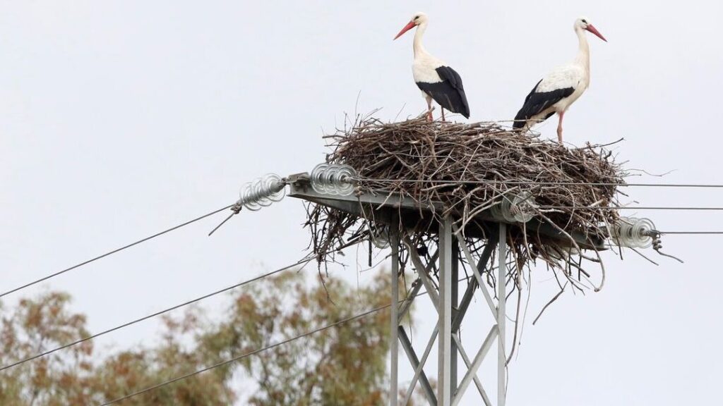 Descubre el sorprendente peso y resistencia de los nidos de cigüeña