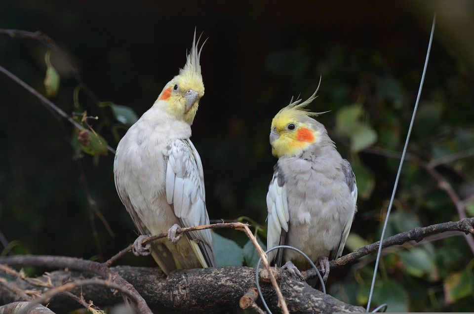 Ninfas macho y hembra apareándose