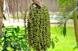 Nombres y tipos de frutos de palmeras: una guía completa 42 nombres y tipos de frutos de palmeras una guia completa