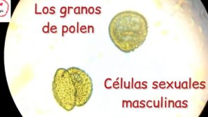 observacion del polen descubre sus detalles microscopicos