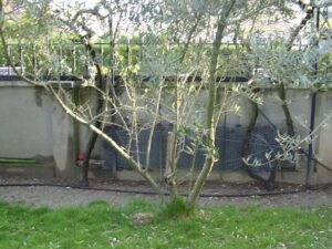 olivo en maceta sin hojas y hojas caidas