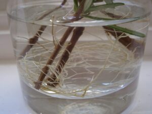 olivo enraizando en agua con esqueje