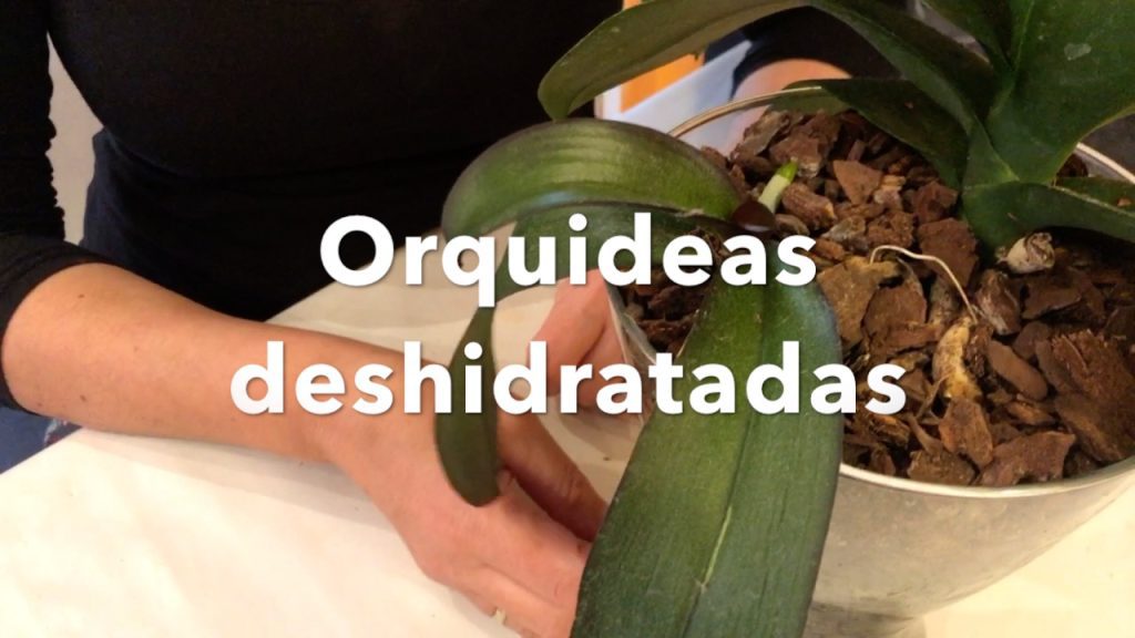 Orquídea con raíces podridas y deshidratadas